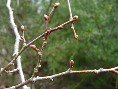 Petits bourgeons. Agrandir dans une nouvelle fenêtre (ou onglet)