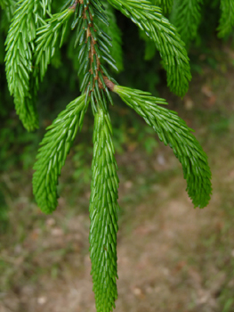 Agrandir dans une nouvelle fenêtre (ou onglet)