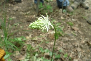 Fleur en épi, souvent ovale mais pouvant être cylindrique, moins de 5 cm de long pour 2 cm da large. Dotée d'une corolle bleu violet à noirâtre, rarement blanche. Agrandir dans une nouvelle fenêtre (ou onglet)