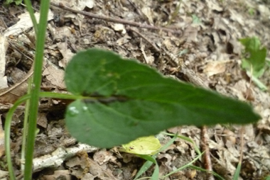 Feuilles basilaires en rosette et feuilles inférieures oblongues rétrécies en pétiole. Agrandir dans une nouvelle fenêtre (ou onglet)