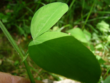 Feuilles composées terminées par une petite pointe; les folioles ovales étant souvent groupées par 4. Agrandir dans une nouvelle fenêtre ou onglet)