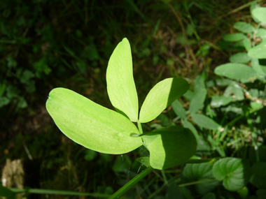 Feuilles composées terminées par une petite pointe; les folioles ovales étant souvent groupées par 4. Agrandir dans une nouvelle fenêtre ou onglet)