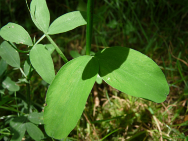 Feuilles composées terminées par une petite pointe; les folioles ovales étant souvent groupées par 4. Agrandir dans une nouvelle fenêtre ou onglet)