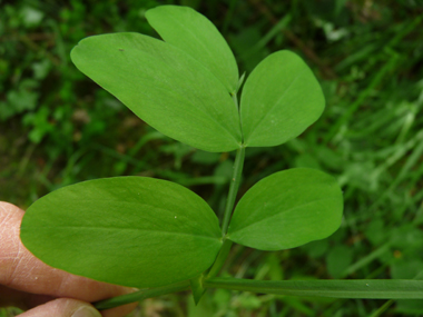 Feuilles composées terminées par une petite pointe; les folioles ovales étant souvent groupées par 4. Agrandir dans une nouvelle fenêtre ou onglet)