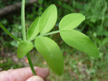 Feuilles composées terminées par une petite pointe; les folioles ovales étant souvent groupées par 4. Agrandir dans une nouvelle fenêtre ou onglet)