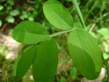 Feuilles composées terminées par une petite pointe; les folioles ovales étant souvent groupées par 4. Agrandir dans une nouvelle fenêtre ou onglet)