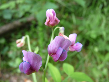 2 à 6 Fleurs pourpres et devenant bleuâtres, longues de 10-15 mm. Agrandir dans une nouvelle fenêtre ou onglet)