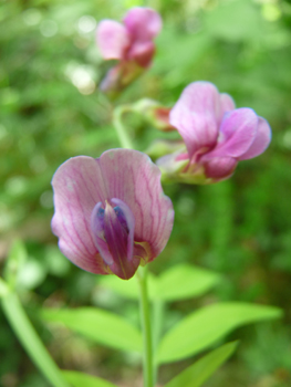 2 à 6 Fleurs pourpres et devenant bleuâtres, longues de 10-15 mm. Agrandir dans une nouvelle fenêtre ou onglet)