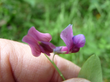 2 à 6 Fleurs pourpres et devenant bleuâtres, longues de 10-15 mm. Agrandir dans une nouvelle fenêtre ou onglet)