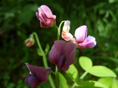 2 à 6 Fleurs pourpres et devenant bleuâtres, longues de 10-15 mm. Agrandir dans une nouvelle fenêtre ou onglet)