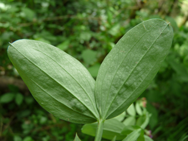 Verso des feuilles glauques sur leur face inférieure. Agrandir dans une nouvelle fenêtre ou onglet)