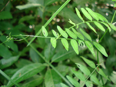 Feuilles mucronées, composées de 3 ou 5 paires de folioles ovales et obtuses, larges de 5 à 20 mm. Agrandir dans une nouvelle fenêtre (ou onglet)