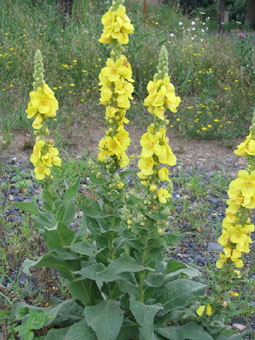 Fleurs jaunes réunies en grappes. Etamines à poils violets. Agrandir dans une nouvelle fenêtre (ou onglet)