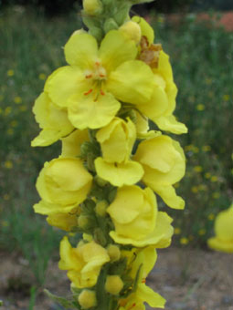 Fleurs jaunes réunies en grappes. Corolle de 20 mm de diamètre. Les étamines ayant des poils violets. Agrandir dans une nouvelle fenêtre (ou onglet)