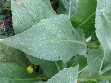 Feuilles d'un vert généralement sombre; les inférieures à l'extrémité d'un long pédicule et les supérieures subsessiles. Agrandir dans une nouvelle fenêtre (ou onglet)