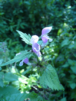 Petites fleurs pourpres regroupées en verticilles. Le tube de la corolle n'est pas étranglé à la base et ne montre aucune courbure et les anthères sont poilues. Agrandir dans une nouvelle fenêtre (ou onglet)