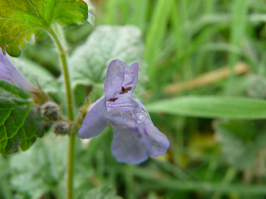 Petites fleurs pourpres regroupées en verticilles. Le tube de la corolle n'est pas étranglé à la base et ne montre aucune courbure et les anthères sont poilues. Agrandir dans une nouvelle fenêtre (ou onglet)