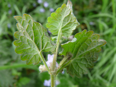 Face inférieure des feuilles. Agrandir dans une nouvelle fenêtre (ou onglet)