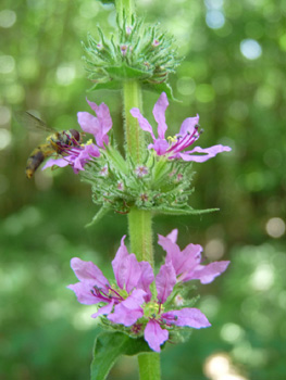 Fleurs de couleur pourpre disposées en épi. Agrandir dans une nouvelle fenêtre (ou onglet)