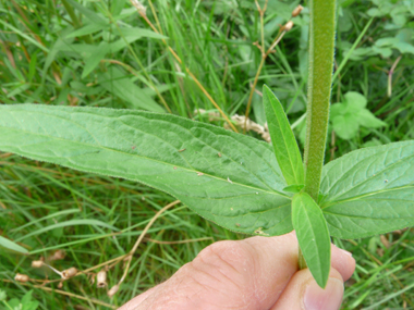 Longues feuilles lancéolées sessiles, le plus souvent opposées. Agrandir dans une nouvelle fenêtre (ou onglet)