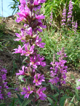 Fleurs de couleur pourpre disposées en épi. Agrandir dans une nouvelle fenêtre (ou onglet)