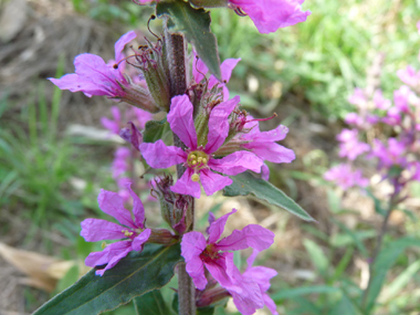 Fleurs de couleur pourpre disposées en épi. Agrandir dans une nouvelle fenêtre (ou onglet)