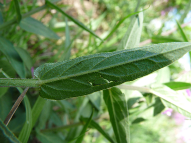 Face inférieure des feuilles. Agrandir dans une nouvelle fenêtre (ou onglet)