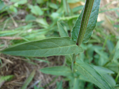 Longues feuilles lancéolées sessiles, le plus souvent opposées. Agrandir dans une nouvelle fenêtre (ou onglet)