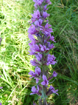 Fleurs de couleur pourpre disposées en épi. Agrandir dans une nouvelle fenêtre (ou onglet)