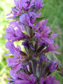 Fleurs de couleur pourpre disposées en épi. Agrandir dans une nouvelle fenêtre (ou onglet)