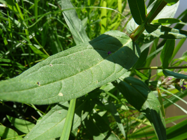 Longues feuilles lancéolées sessiles, le plus souvent opposées. Agrandir dans une nouvelle fenêtre (ou onglet)