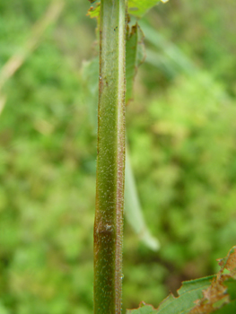 Robuste tige à 4 angles. Agrandir dans une nouvelle fenêtre (ou onglet)