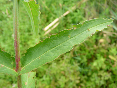 Longues feuilles lancéolées sessiles, le plus souvent opposées. Agrandir dans une nouvelle fenêtre (ou onglet)