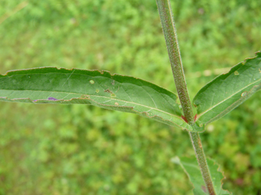 Longues feuilles lancéolées sessiles, le plus souvent opposées. Agrandir dans une nouvelle fenêtre (ou onglet)