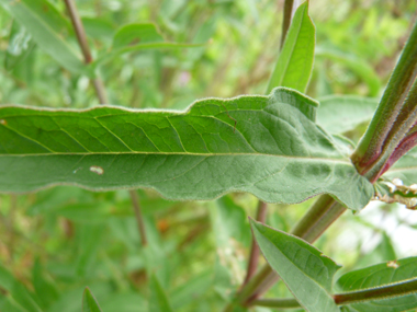 Longues feuilles lancéolées sessiles, le plus souvent opposées. Agrandir dans une nouvelle fenêtre (ou onglet)