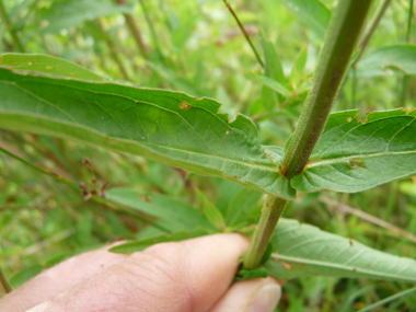 Longues feuilles lancéolées sessiles, le plus souvent opposées. Agrandir dans une nouvelle fenêtre (ou onglet)