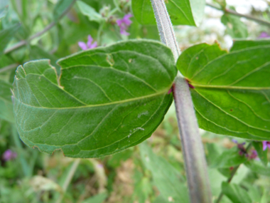 Longues feuilles lancéolées sessiles, le plus souvent opposées. Agrandir dans une nouvelle fenêtre (ou onglet)