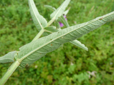 Face inférieure des feuilles. Agrandir dans une nouvelle fenêtre (ou onglet)