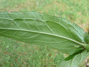 Face inférieure des feuilles. Agrandir dans une nouvelle fenêtre (ou onglet)