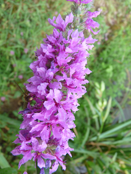 Fleurs de couleur pourpre disposées en épi. Agrandir dans une nouvelle fenêtre (ou onglet)