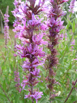 Fleurs de couleur pourpre disposées en épi. Agrandir dans une nouvelle fenêtre (ou onglet)