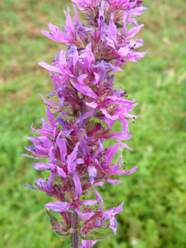 Fleurs de couleur pourpre disposées en épi. Agrandir dans une nouvelle fenêtre (ou onglet)