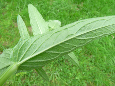 Face inférieure des feuilles. Agrandir dans une nouvelle fenêtre (ou onglet)