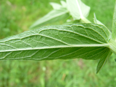 Face inférieure des feuilles. Agrandir dans une nouvelle fenêtre (ou onglet)