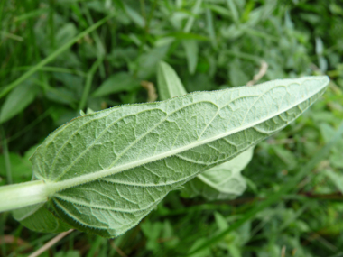 Face inférieure des feuilles. Agrandir dans une nouvelle fenêtre (ou onglet)