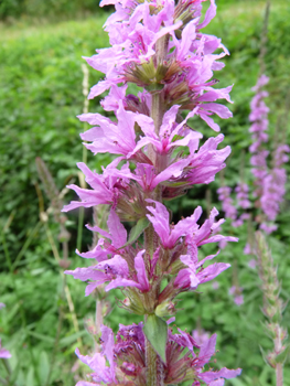 Fleurs de couleur pourpre disposées en épi. Agrandir dans une nouvelle fenêtre (ou onglet)