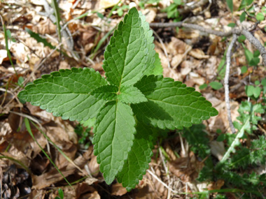 Grandes feuilles pétiolées, ovales et opposées-décussées. Les nervures secondaires sont peu régulières et comportent des ramifications. Agrandir dans une nouvelle fenêtre (ou onglet)