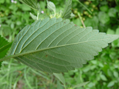 Face inférieure de la feuille. Agrandir dans une nouvelle fenêtre (ou onglet)