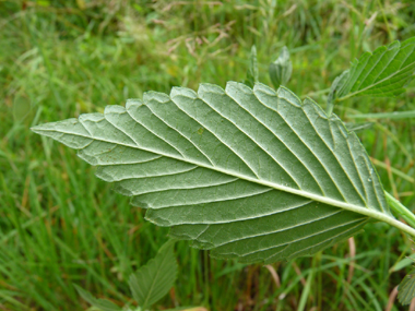 Face inférieure de la feuille. Agrandir dans une nouvelle fenêtre (ou onglet)