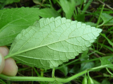 Face inférieure de la feuille. Agrandir dans une nouvelle fenêtre (ou onglet)